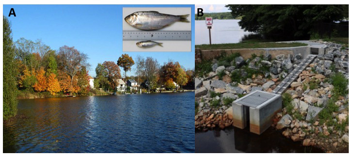 Fish Migration in Greater Portland: Ecology and Natural History of the  Alewife 