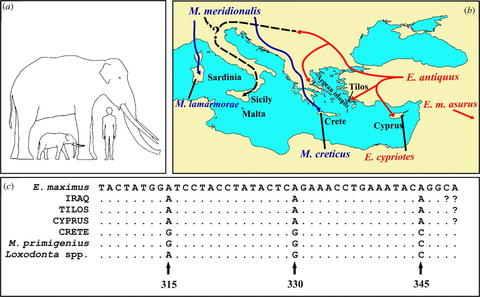 Extinct Dwarf Elephants From The Mediterranean Islands (Past) | Center ...