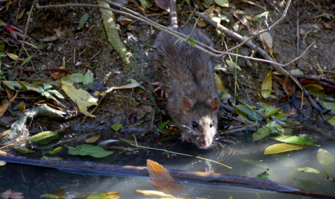 The Natural History of Model Organisms: The Norway rat, from an obnoxious  pest to a laboratory pet