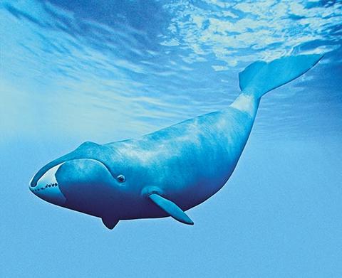 Diversidad genética y diferenciación poblacional en ballenas de Groenlandia (Balaena mysticetus) (Pasado) | Centro de Análisis Genéticos de la Biodiversidad