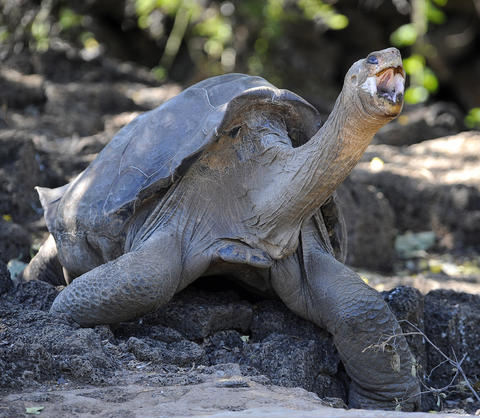 Self-righting potential and the evolution of shell shape in Galápagos  tortoises